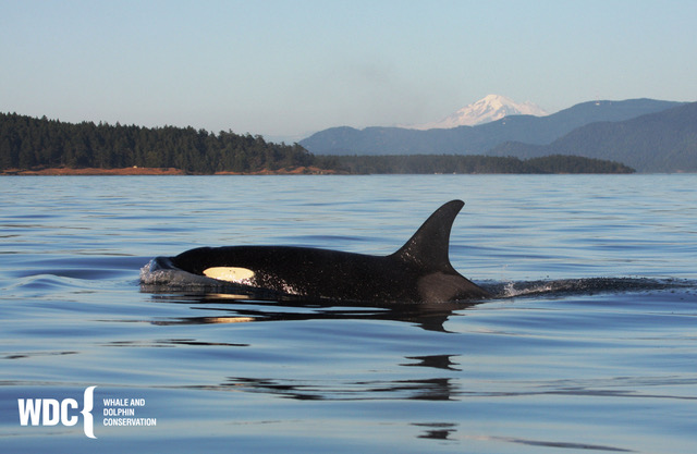 A black whale with a white oval-shaped marking swims in a body of water with a forest and mountains in the background.